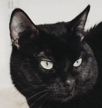Pets of the Week: Toothless